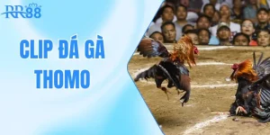 clip đá gà thomo